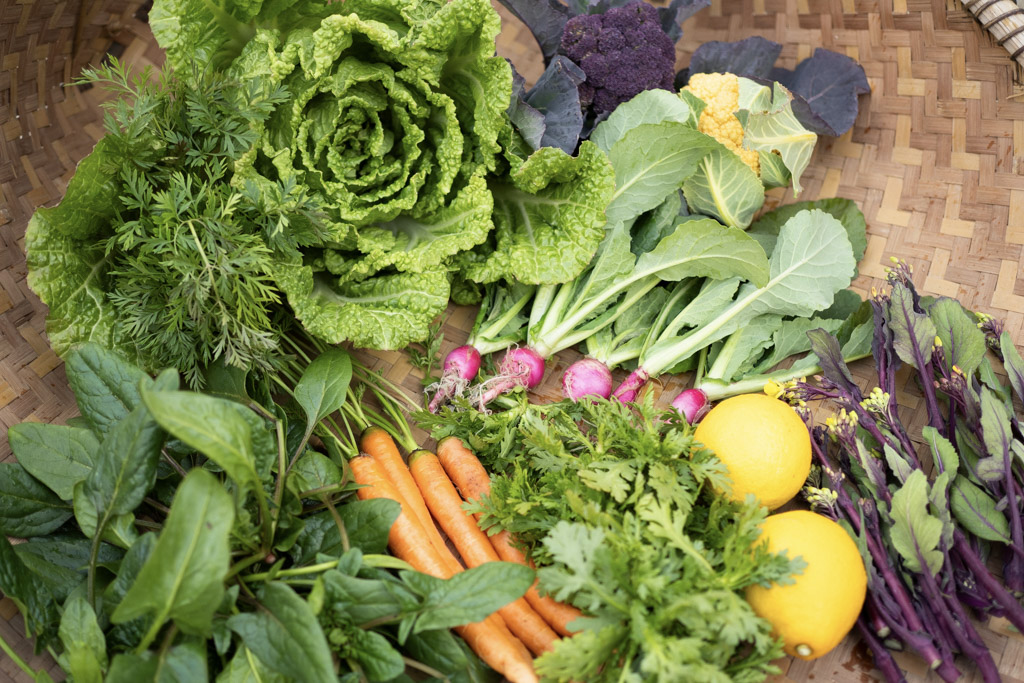 今週のHOMEMAKERS野菜（2026/2/9-2/15）