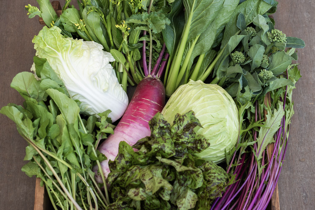 今週のHOMEMAKERS野菜（2025/12/15-12/21）