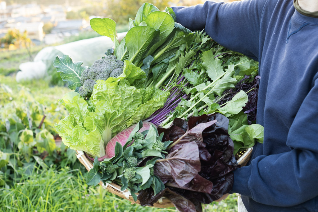 今週のHOMEMAKERS野菜（2025/12/22-12/28）