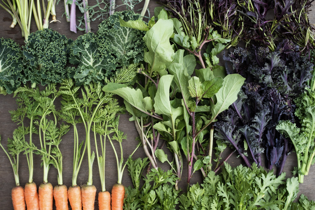 今週のHOMEMAKERS野菜（2026/2/16-2/22）