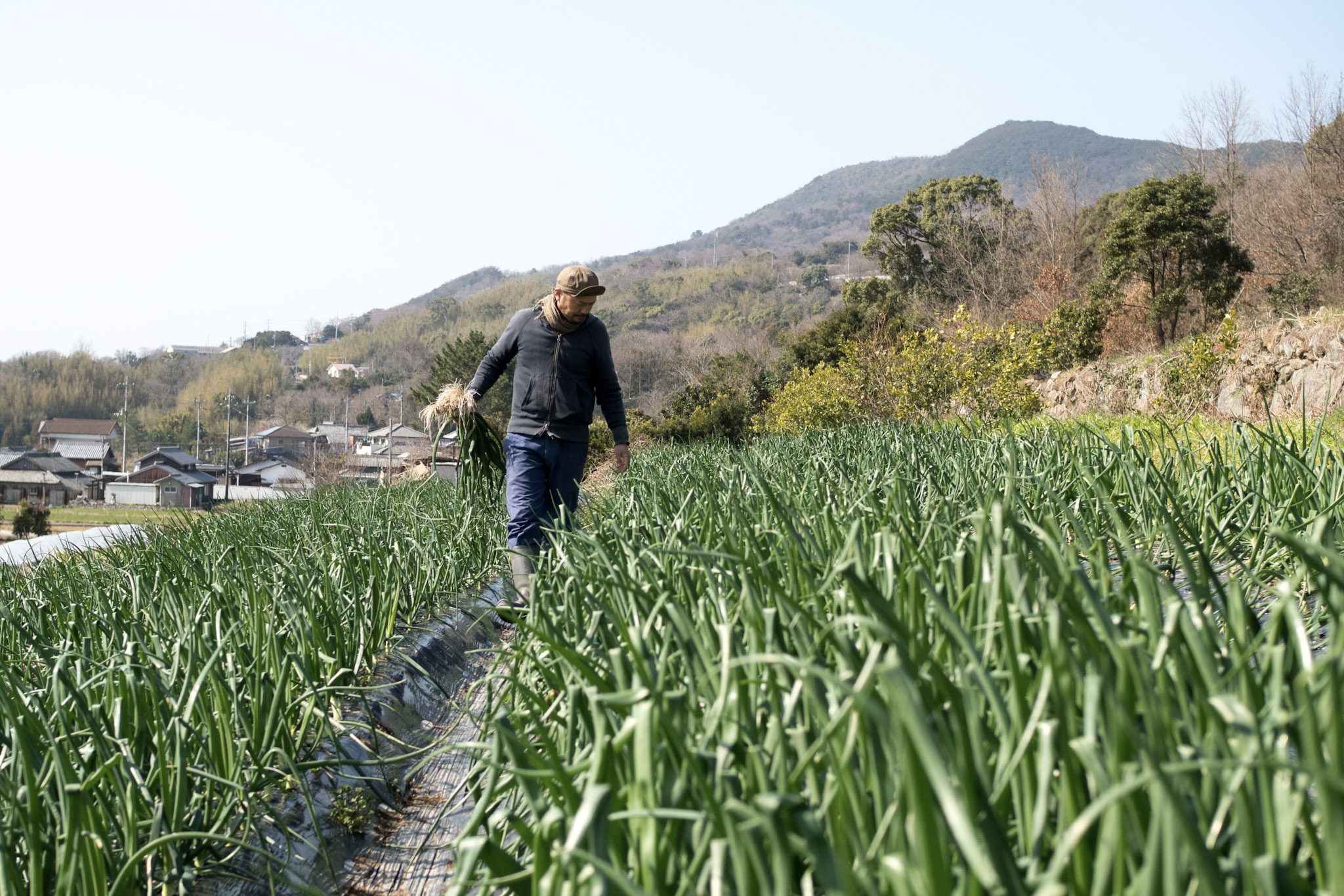 春だけ楽しめる野菜 新玉ねぎ