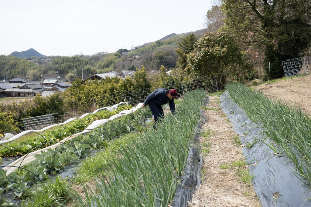 今週のHOMEMAKERS野菜(2026/3/30-4/5)